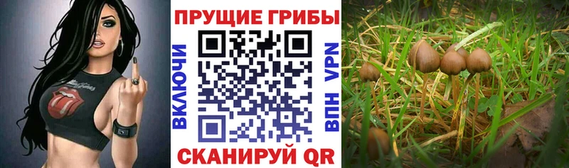 OMG как зайти  Сердобск  Псилоцибиновые грибы Cubensis 